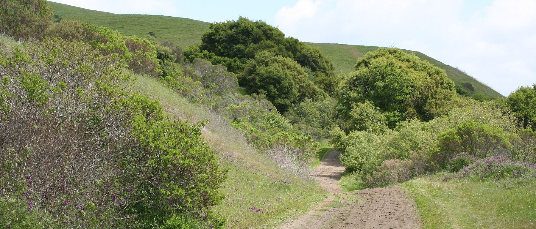 Rolling hills of Wildcat Canyon Regional Park near Kensington, California
